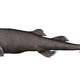 Illustration for article titled This Tiny Shark Has Only Been Seen Once Before